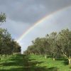 Rainbow in the olive grove