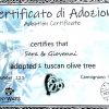 adopting olive tree in Tuscany