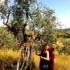 adopting olive tree in Tuscany