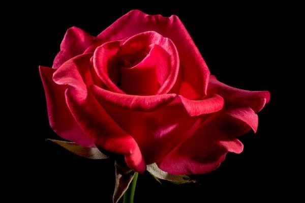 Rote Rose Valentinstag 