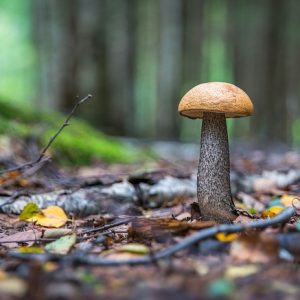 Mushrooms in Piedmont