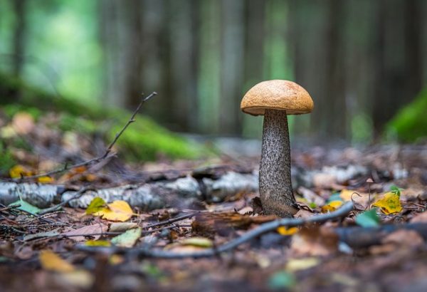 Mushrooms in Piedmont