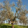 Adozione di un albero di olivo