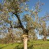 Adozione di un albero di olivo
