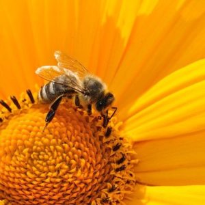eine Bienenstock adoptieren