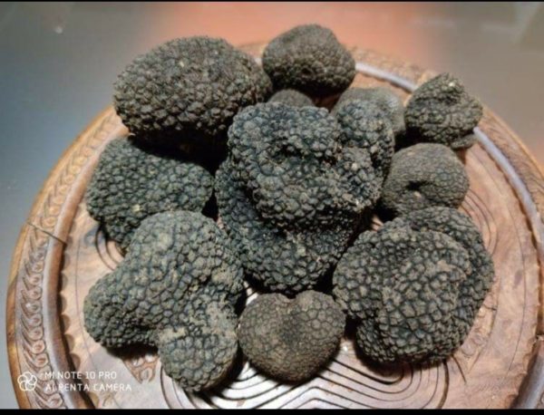 Truffle from Calabria