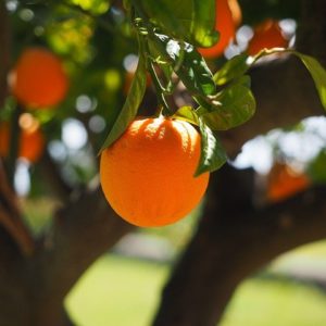 adotta un albero di arance