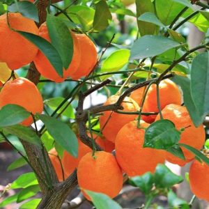 einen orangenbaum adoptieren