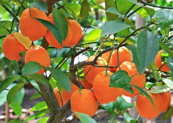 adopt an orange tree