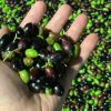 Verkostung Olivenöl