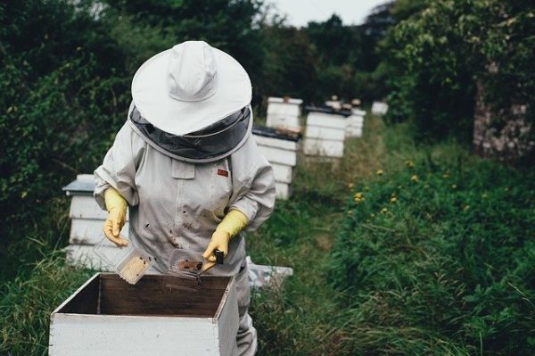 bees and honey in Basilicata