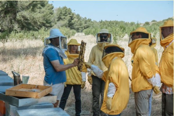bees and honey in Basilicata
