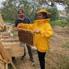 Bees Honey Grottole Basilicata