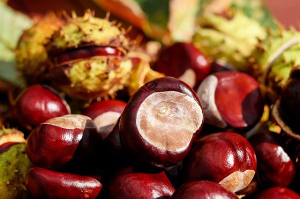 Chestnut - Curiosities about Italy
