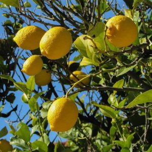 adopt an lemon tree