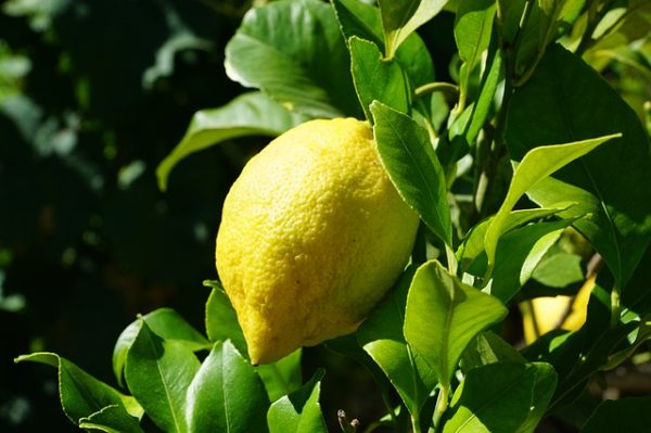 adotta un albero di limoni