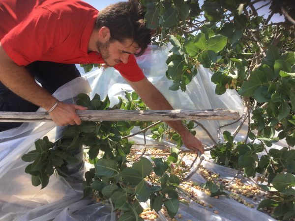 adopting a pistachio tree from Sicily