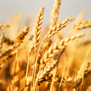 Adoption a wheat field
