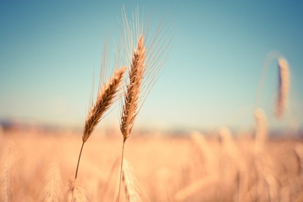 Adoption a wheat field
