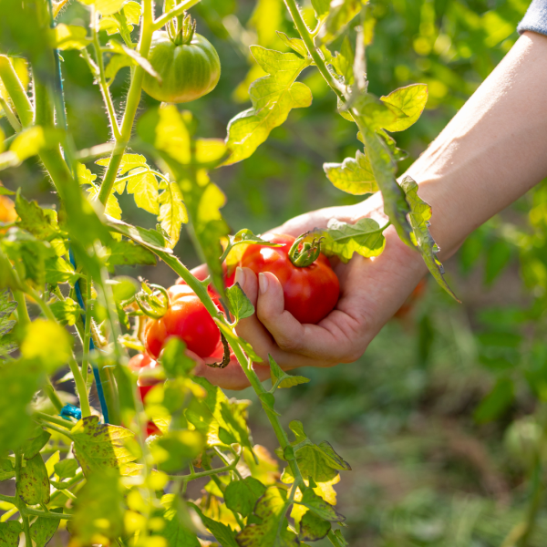 Tomatenpflanze adoptieren